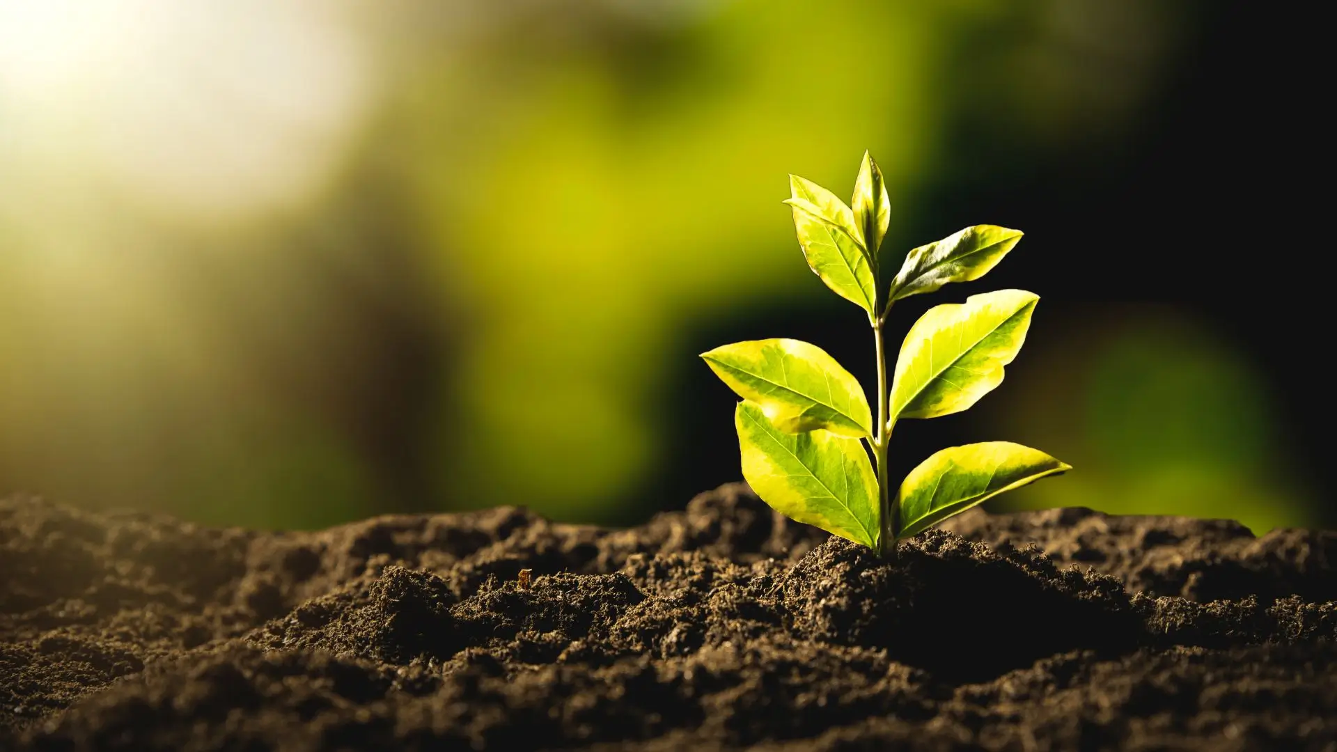 Young seedling growing from soil in sunlight